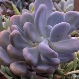 Pachyphytum bracteosum JLcoll.3690   ÉPUISÉ - OUT of STOCK - AGOTADO